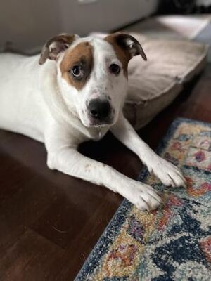 Chicago, IL - Great Pyrenees/Australian Cattle Dog. Meet Odie a Pet for