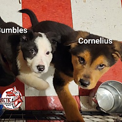 Thumbnail photo of Cornelius #2