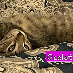 Thumbnail photo of Ocelot #3