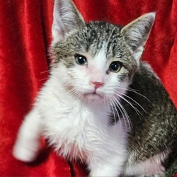Photo of Alex - tabby and white