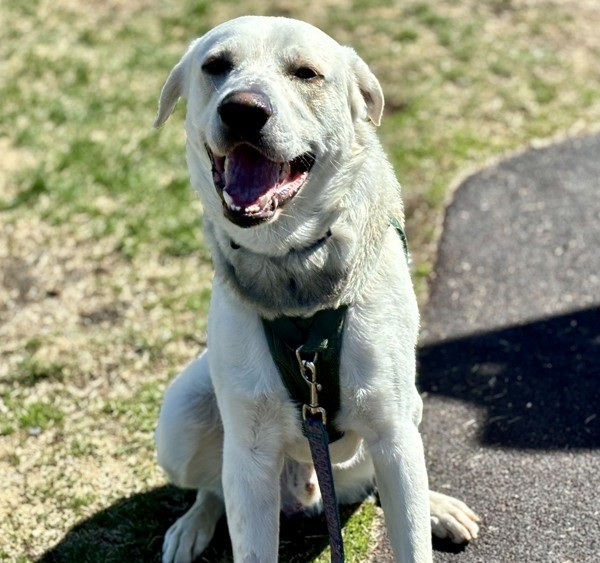 Adopt Frankie a Maremma Sheepdog / Labrador Retriever / Mixed dog in