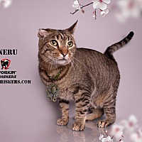 adopt a pet