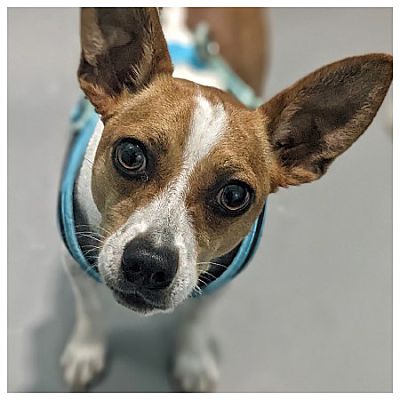 Eustis, FL - Jack Russell Terrier/Chihuahua. Meet Gizmo a Pet for ...