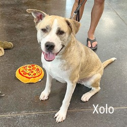 Thumbnail photo of Xolo #4