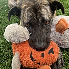 Adopt A Pet :: Sadie the brindle - Escondido, CA