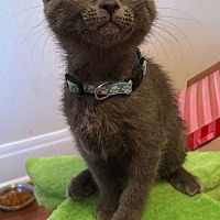 adopt a pet