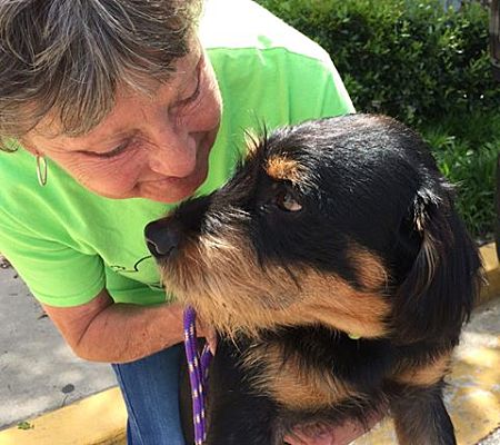 Olive Branch, MS - Rottweiler/Schnauzer (Standard). Meet Ross a Pet for  Adoption 