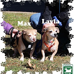 Thumbnail photo of Layla & Max #2