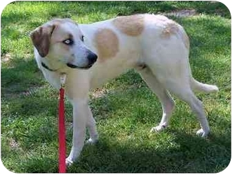 great pyrenees bluetick coonhound mix