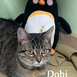 Photo of Dobi