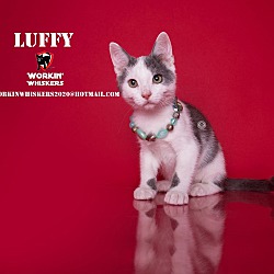 Photo of LUFFY