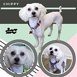 Photo of Chippy (Ritzy)