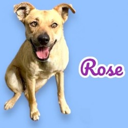 Photo of Rose