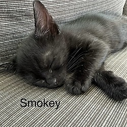 Thumbnail photo of Smokey #3