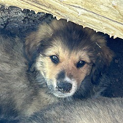 Thumbnail photo of Colorado Puppy 5 #2