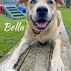 Thumbnail photo of Bella #3