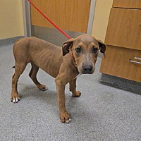 adopt a pet