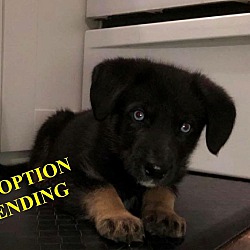 Photo of MOOSE adoption pending