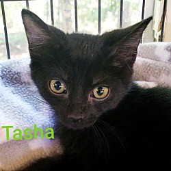 Thumbnail photo of Tasha #2