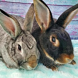 Photo of Guinness (bonded to Gus)