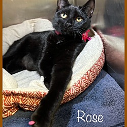 Photo of ROSE (See also NELL)