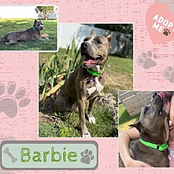 Thumbnail photo of Barbie   'A Blue Brindle Babe!' #2