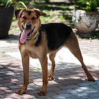 adopt a pet