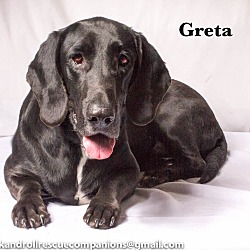Thumbnail photo of Greta #3