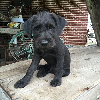 Cane Corso Puppies And Dogs For Sale Near You