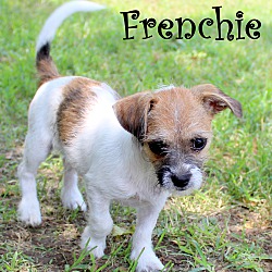 Thumbnail photo of Frenchie~adopted! #3