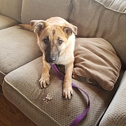 Puppies For Sale In Middletown Kentucky Adoptapet Com