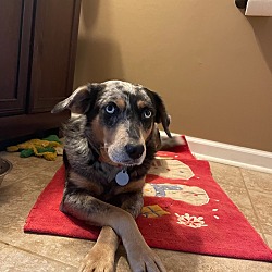 Photo of Wren