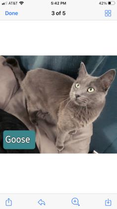 Thumbnail photo of Goose #1