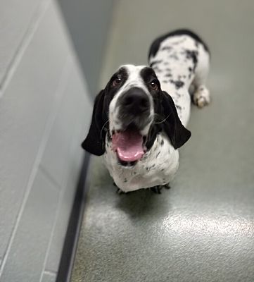 Topeka, KS - Basset Hound. Meet Snoopy a Pet for Adoption - AdoptaPet.com