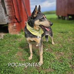Photo of Pocahontas