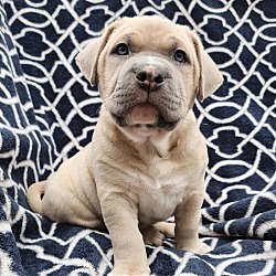 Photo of Meatloaf - M Litter - AVAILABLE