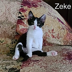 Thumbnail photo of Zeke #1