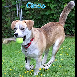 Thumbnail photo of Cinco #2