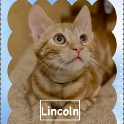 Thumbnail photo of Lincoln #2