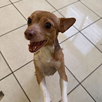 adopt a pet