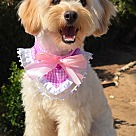 Adopt A Pet :: Molly - Escondido, CA