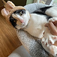 adopt a pet