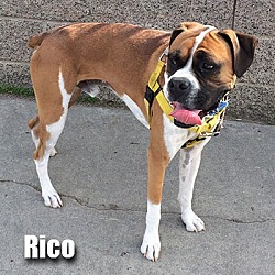 Thumbnail photo of Rico #2