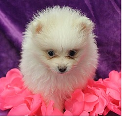 Photo of Pomeranian puppy
