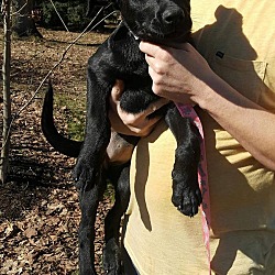 Thumbnail photo of Dixie (Adoption Pending) #3