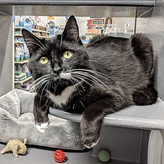 petsmart kennedy commons phone number