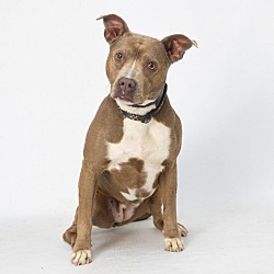 Photo of Bella
