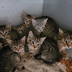 Thumbnail photo of Female tabby kittens #4