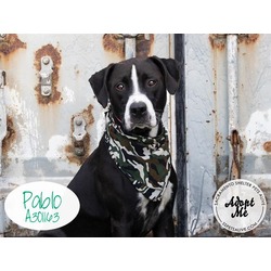 Photo of PABLO