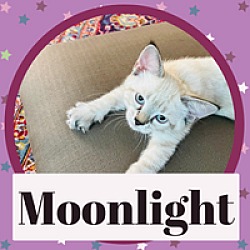 Photo of Moonlight